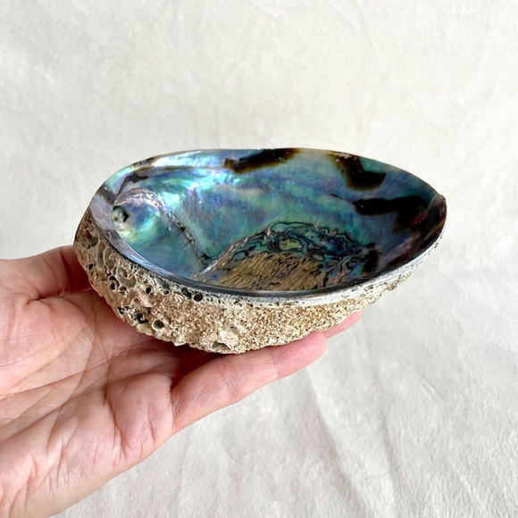 Large Abalone Shell Vessel - Picture 9 of 11